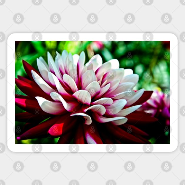 Dahlia Flower Sticker by InspiraImage